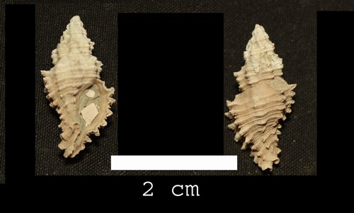 Muricopsis cristata (Brocchi, 1814) - Pliocene